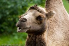 Kamel (36 von 108).jpg